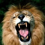 leon-rey-de-la-selva-300x224